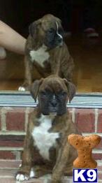 Puppies in Augusta